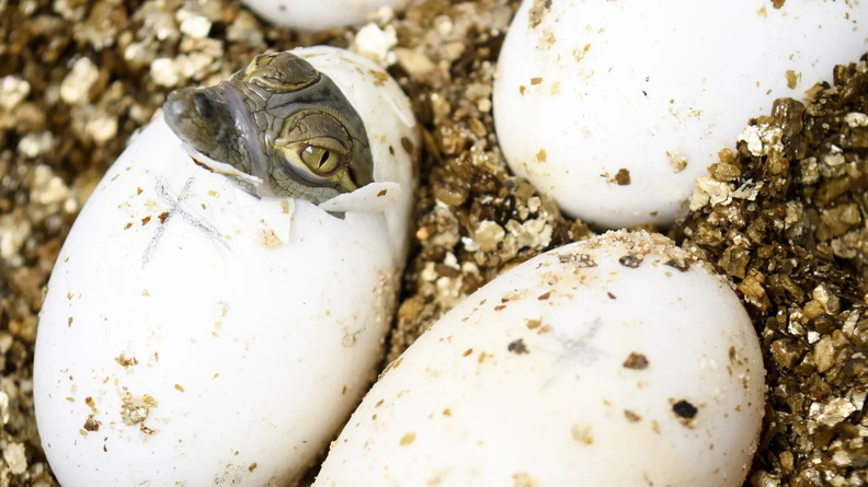 Baby West African Crocodile (Crocodylus suchus) hatching at AQUATIS Aquarium-Vivarium, Lausanne, Switzerland